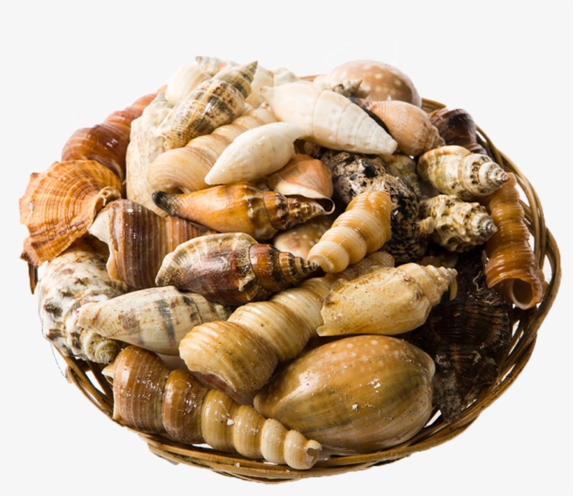 Genuine Seashell Assortment, transparent png
