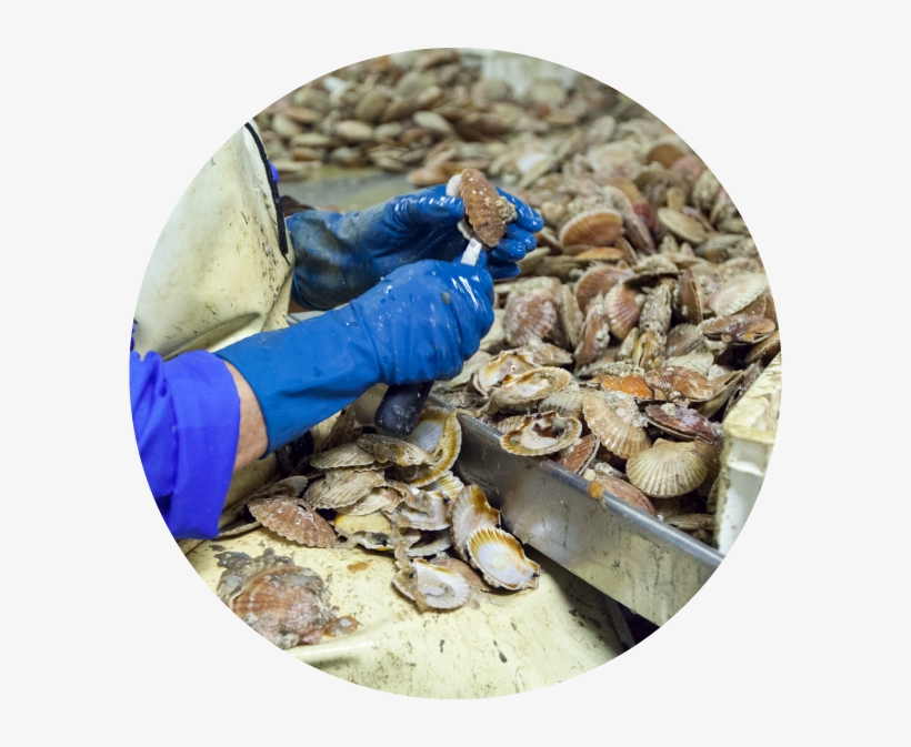 Shells - National Park, transparent png