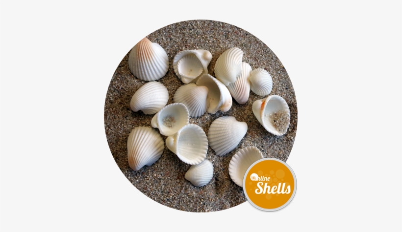 Cockle White Small - Cockle, transparent png