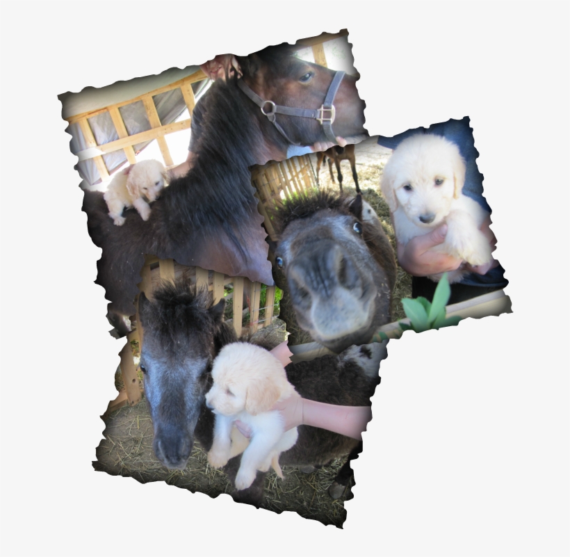 Picture - Pony, transparent png