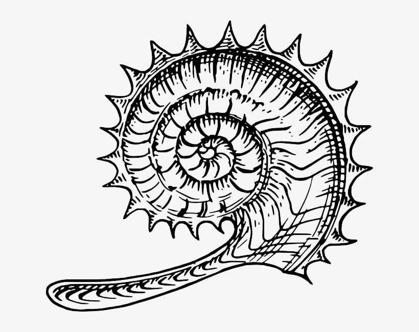 Shell, Fossil, Spikes, Curled, Snail, Hard, Shells - Ammonite Art, transparent png