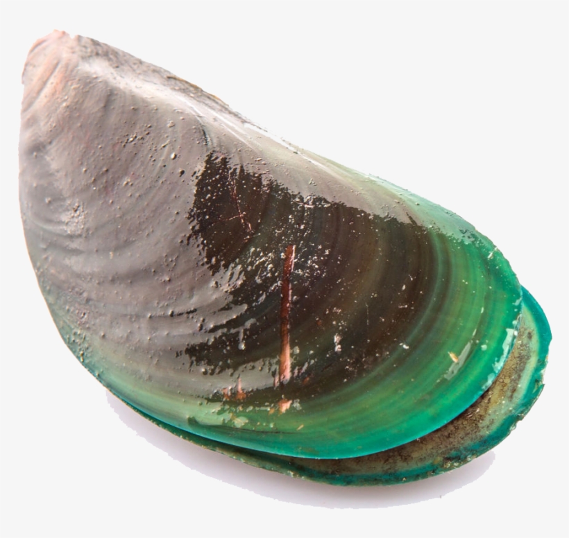 Mussel Png Transparent Picture - Perna Viridis, transparent png