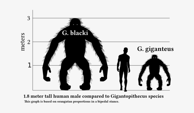 Prehistoric King Kong - Biggest Ape To Ever Live, transparent png