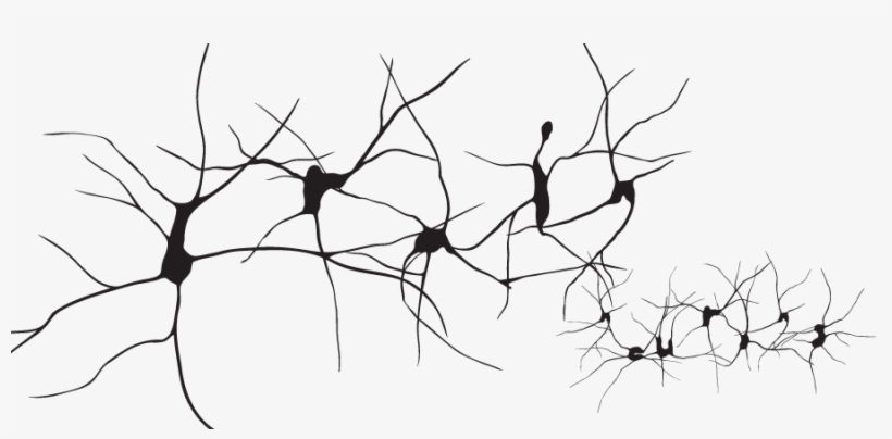 Drawing Neuron Hematospermia Organ - Neurons Png, transparent png
