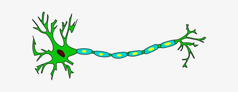 How To Set Use Neuron Clipart, transparent png