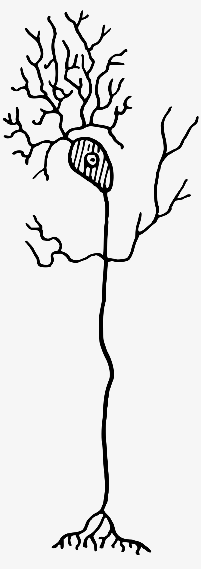Medium Image - Neuron Clipart, transparent png