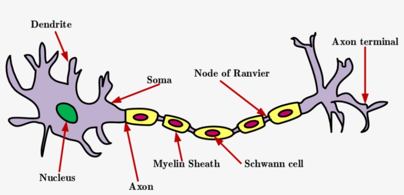 Download Transparent The Structure Of A Neuron - Neuron - PNGkit
