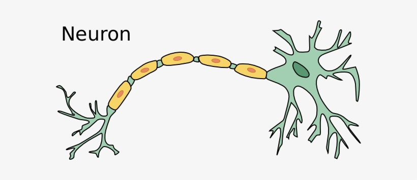 Neuron Transparent - Do Neurons Divide, transparent png