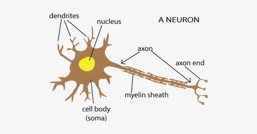 The Snappy Synapse - Appearance Of Neuron, transparent png