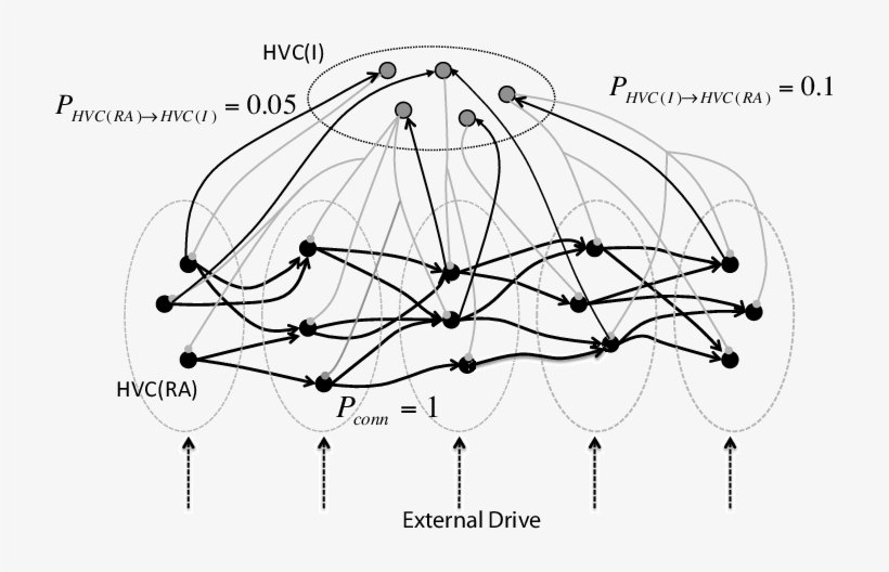 Hvcra Neurons Black Circles Form Successive Group - Circle, transparent png