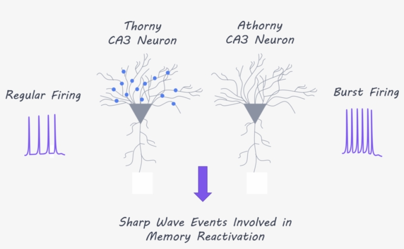 Thorny1800 - Portable Network Graphics, transparent png