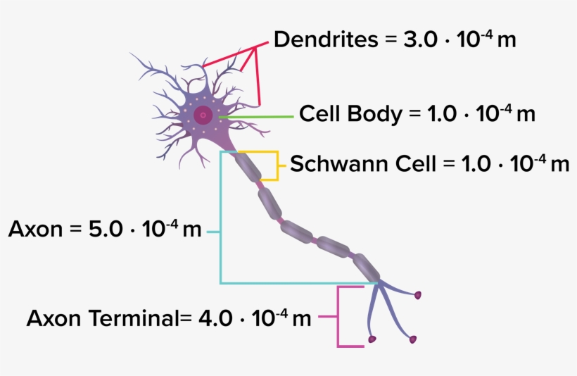 Neuron - Diagram, transparent png