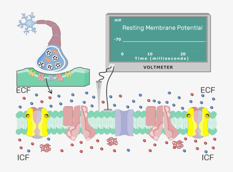 An Image Showing Na Ion Diffusion Through A Channel - Neuron Membrane, transparent png