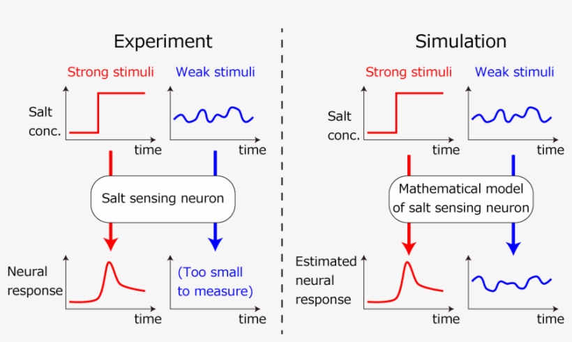 Then, It Is Expected That You Can Estimate The Neuronal - Diagram, transparent png