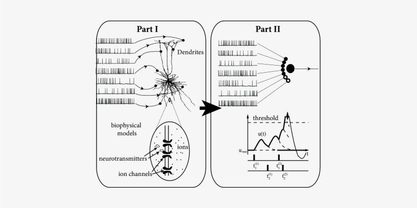 In Part Ii We Exploit The Mathematical And Biophysical - Integrate And Fire Neuron, transparent png