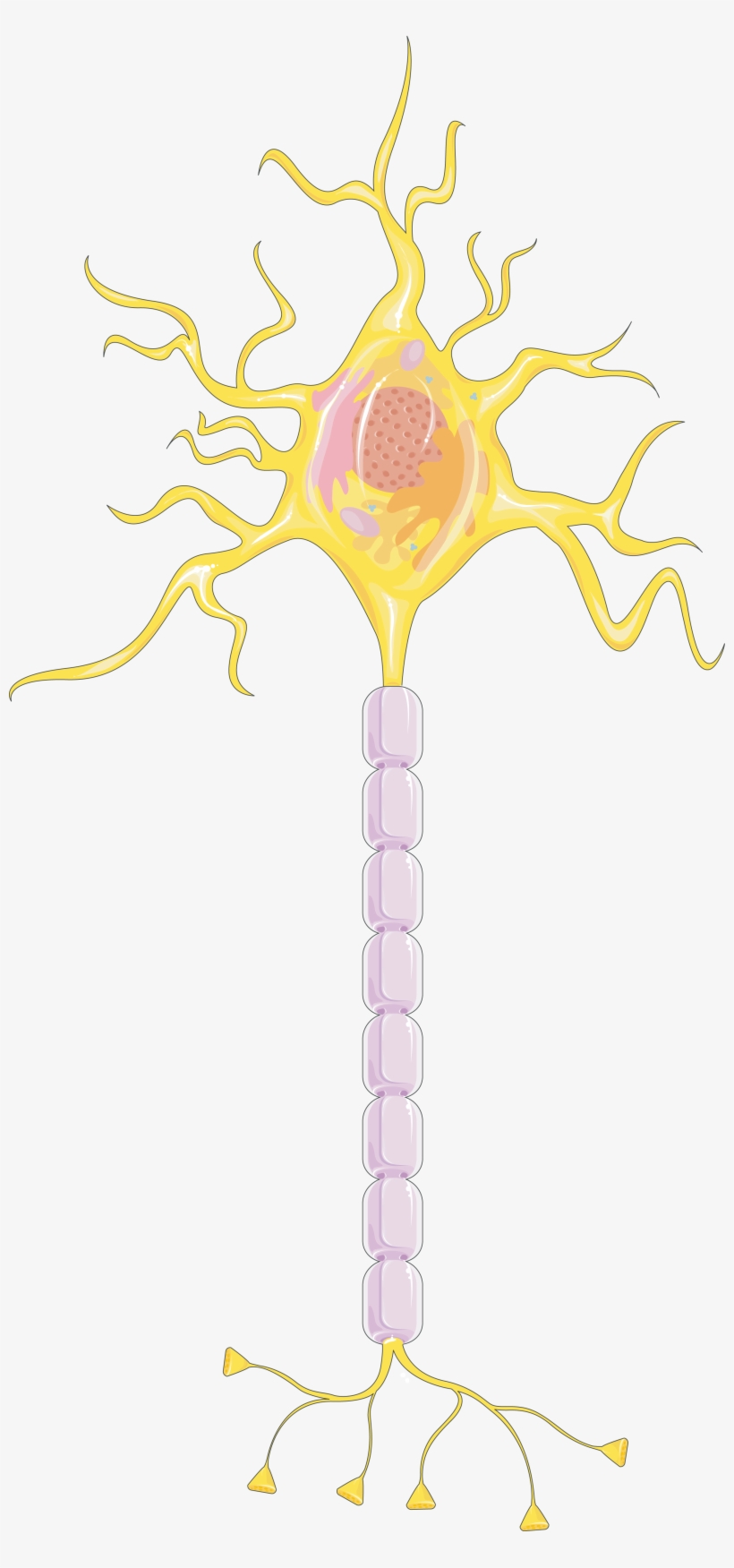 Download The Image - Neuron, transparent png