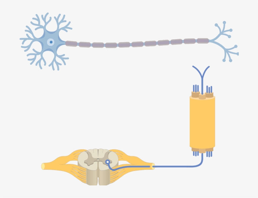 Am Image Showing The Basic Structure Of The Multipolar - Multipolar Neuron, transparent png