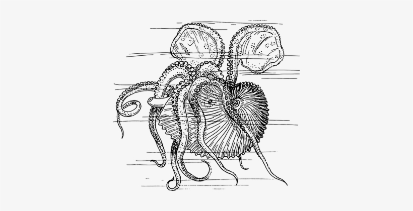 Mollusc Sea Animal Kraken Octopus Sea Life - Nautilus, transparent png