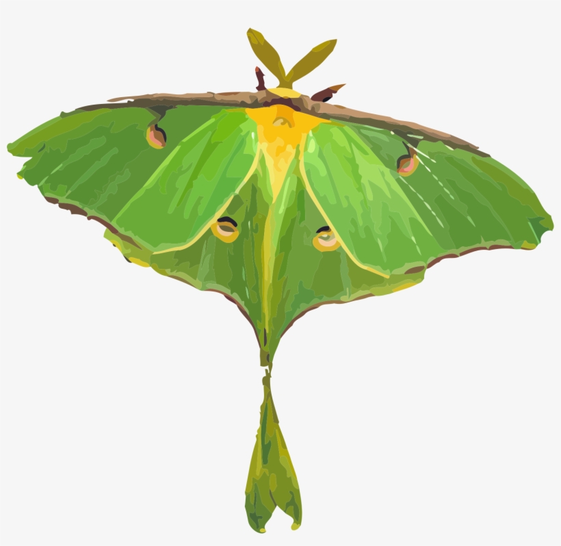 Moth Clipart Lunar - Luna Moth Clipart, transparent png