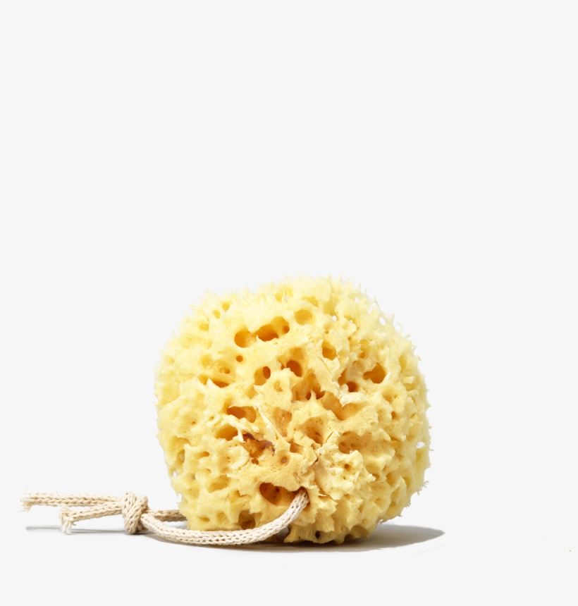 Honeycomb Sea Sponge - Sponge, transparent png