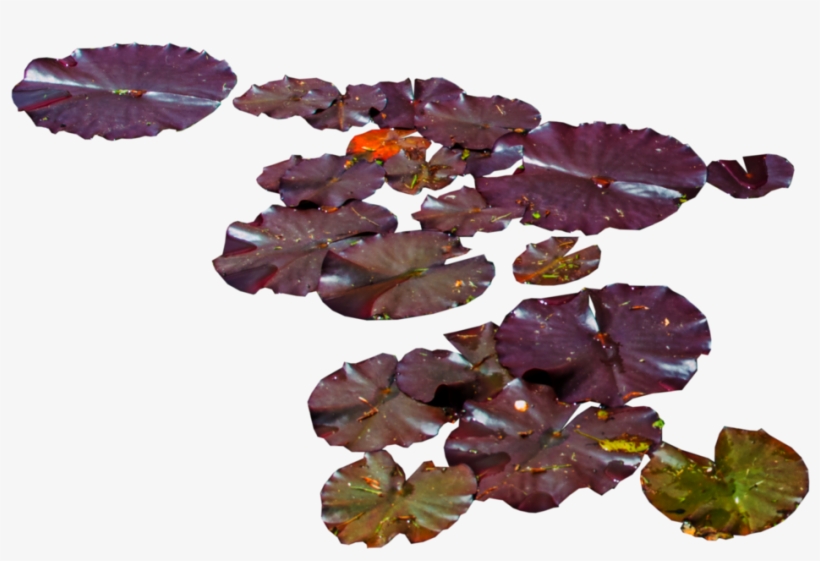 Water Lily Png, transparent png