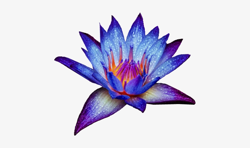 Tumblr Static - Blue Water Lily Png, transparent png