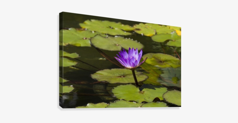 Water Lily In The Bethesda Fountain In Central Park, - Posterazzi Water Lily In The Bethesda Fountain In Central, transparent png