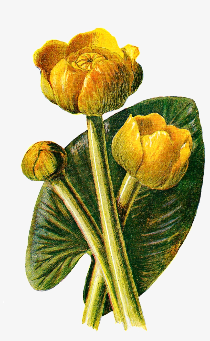 Wildflower Download - Antique Print Of Fine Art Wild Flower Yellow Water, transparent png