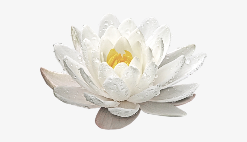 Click And Drag To Re-position The Image, If Desired - Sacred Lotus, transparent png