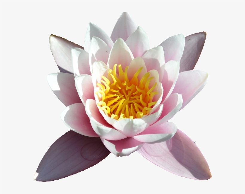 Water Lilies, transparent png