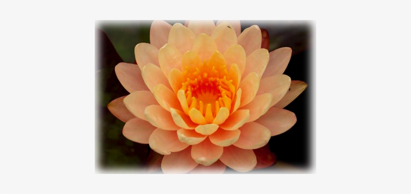 Waterlily Mangkala Ubol - Water Lily Mangkala Ubol, transparent png