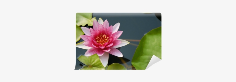 Plantas De La Naturaleza, transparent png