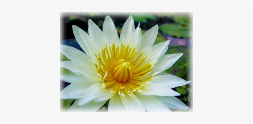 American White - Cold Hardy - Water Lilies, transparent png