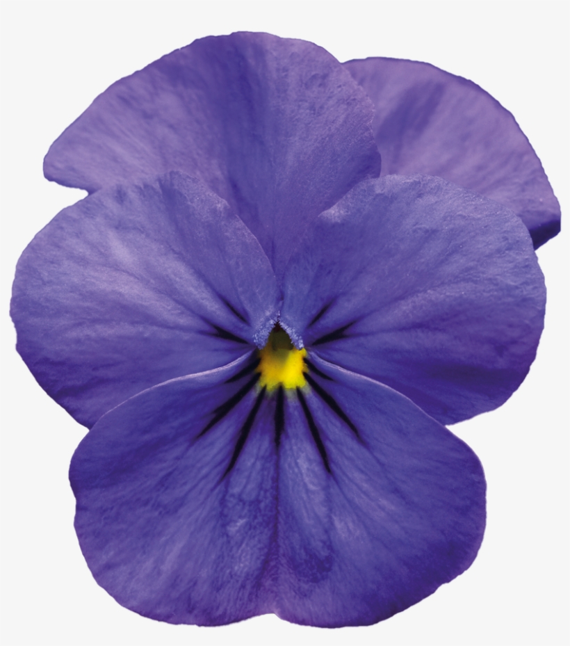 Violet Png Pic - Violet Png, transparent png