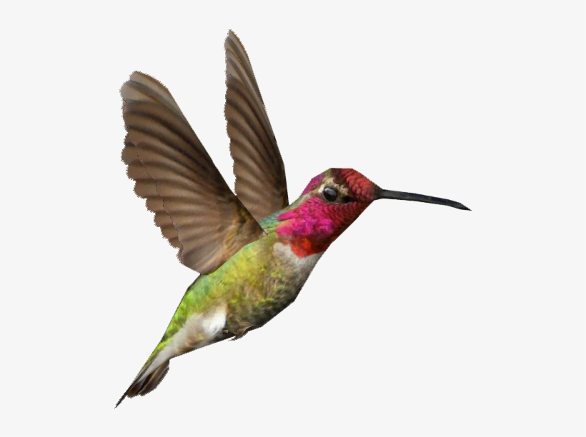 Anna's Hummingbird - Hummingbird Png, transparent png