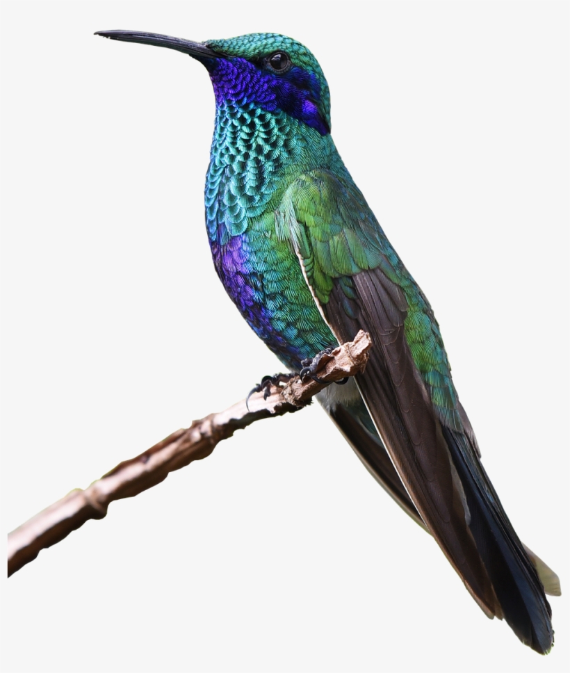 Bee Hummingbird, transparent png