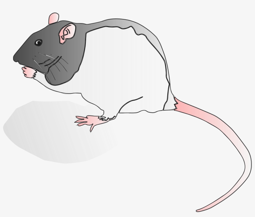 Lilly Png, transparent png