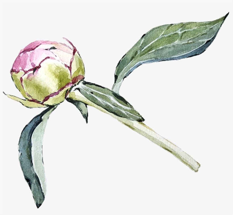 Peony08 - Jpeg, transparent png