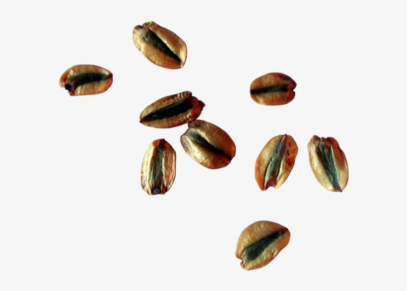 Sequoia Seeds - Tree, transparent png
