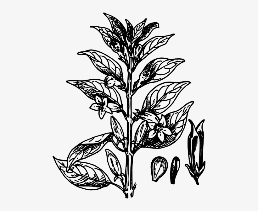 Seeds Of Plant Svg Clip Arts 486 X 593 Px, transparent png