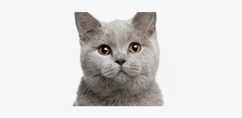 Cat White Background Hd Images - Cat ]#, transparent png