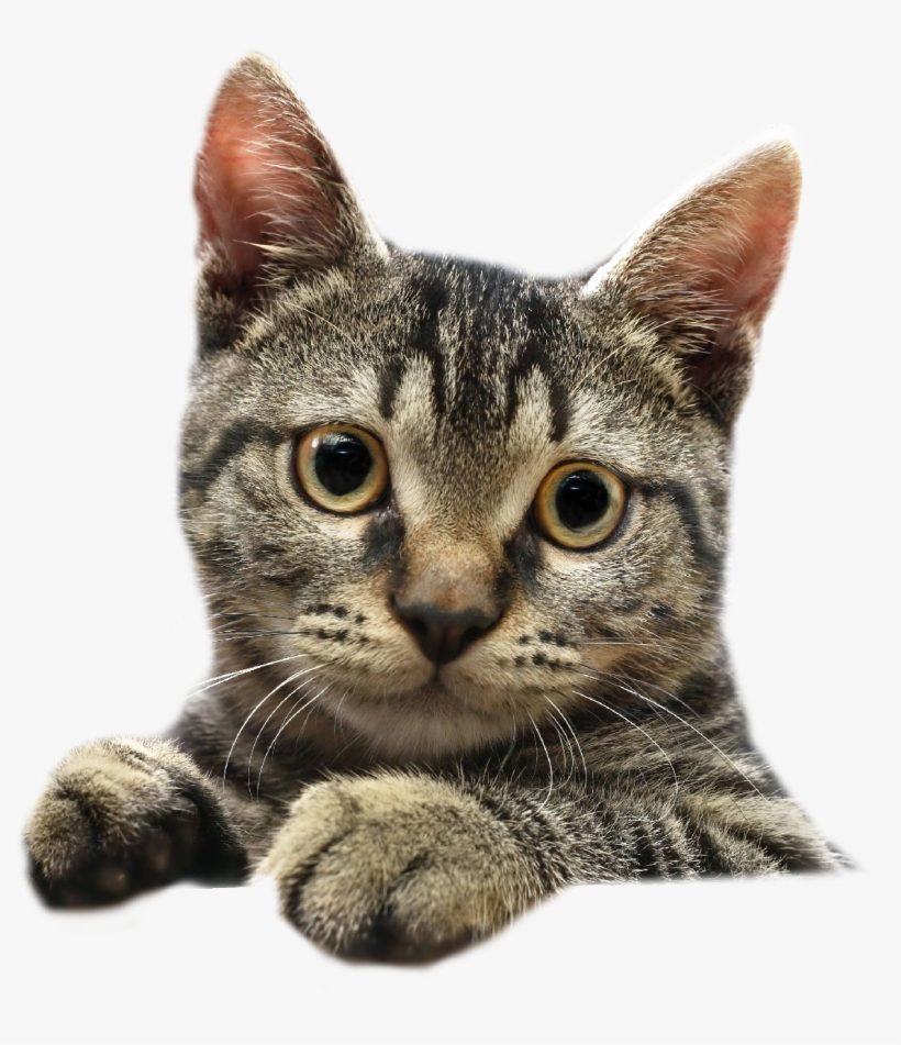 Immunity Cat - Кошка Пнг, transparent png