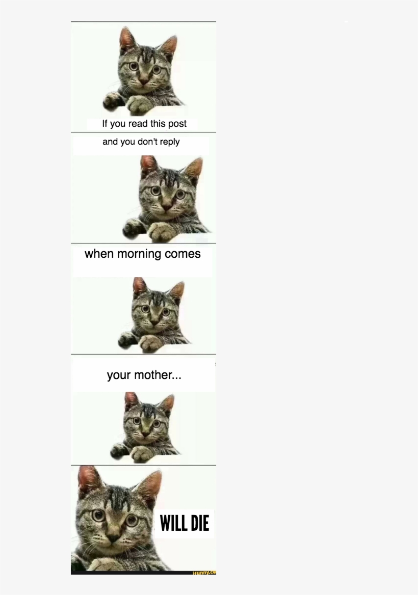 View Samegoogleiqdbsaucenao Immunity Cat , - Add Tabby Photo Note Cards, transparent png