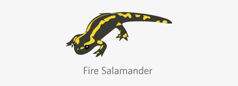 Whereas The Lungless Salamanders Are Mostly Confined - Spotted Salamander, transparent png