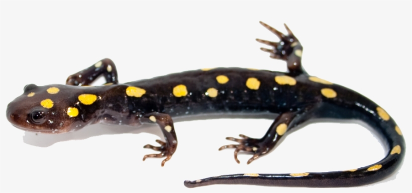 Salamander Png Image - Salamander With No Background, transparent png