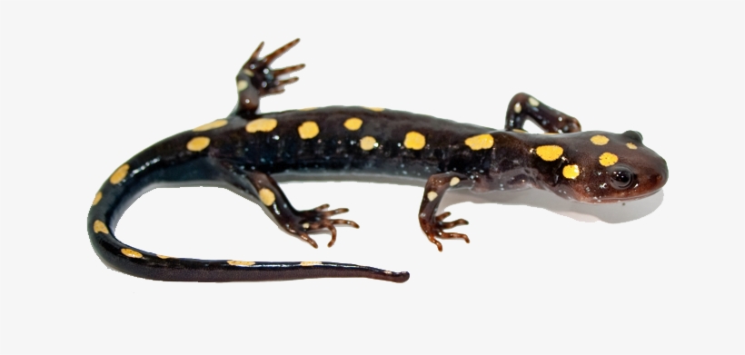 Salamander Transparent Png - Yellow Spotted Salamander Png, transparent png