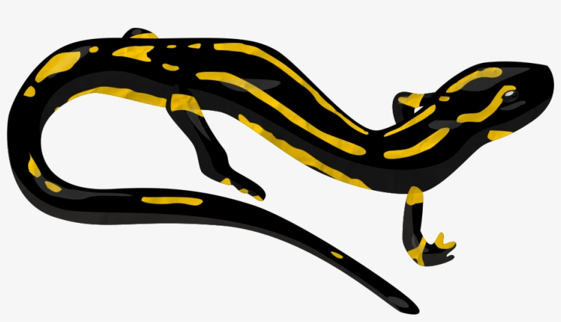 Salamander Png Transparent Image - Salamander Clipart, transparent png
