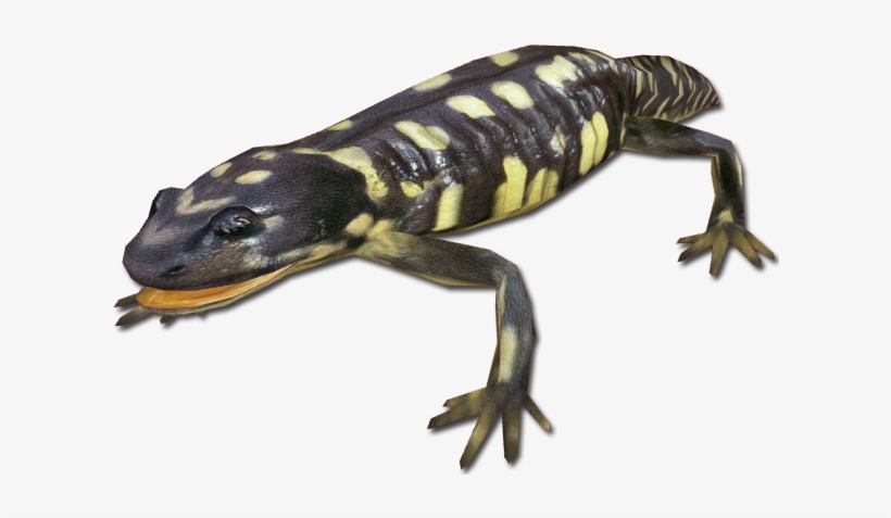 Tiger Salamander - Zoo Tycoon 2 Newts, transparent png