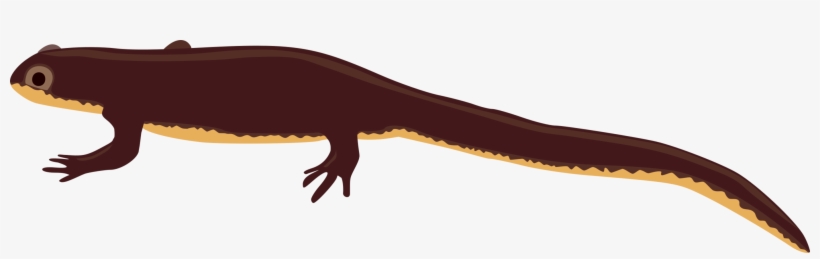 Fire Salamander Newt Blue-spotted Salamander - Clipart Newt, transparent png