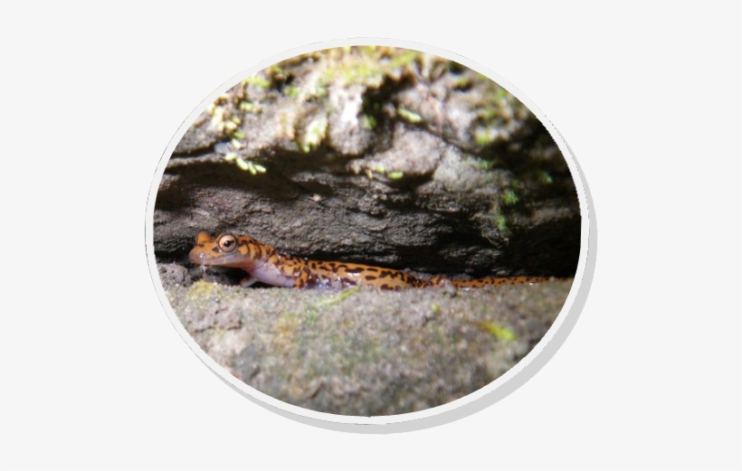 20 Species Worth Saving The Cave Salamander - Cave Salamander, transparent png